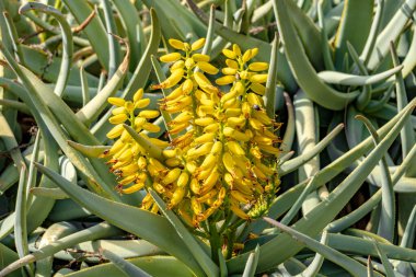 Sarı çiçekli Büyük Aloevera