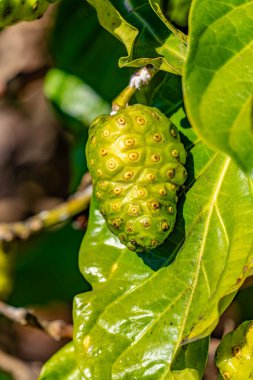 Noni hem sebzedir, hem yemek pişirmede hem de bitkisel bir ilaçtır. Morinda citrifolia