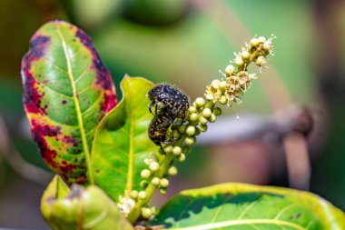 Oxythyrea Funesta veya Beyaz Benekli Berber Böceği