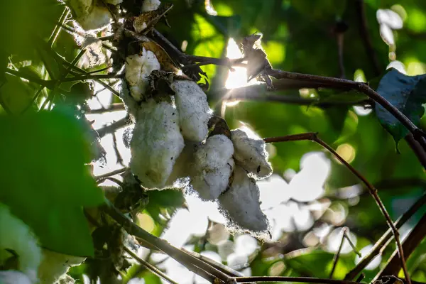 Çiftlikteki bitkinin olgun pamuk soğanları