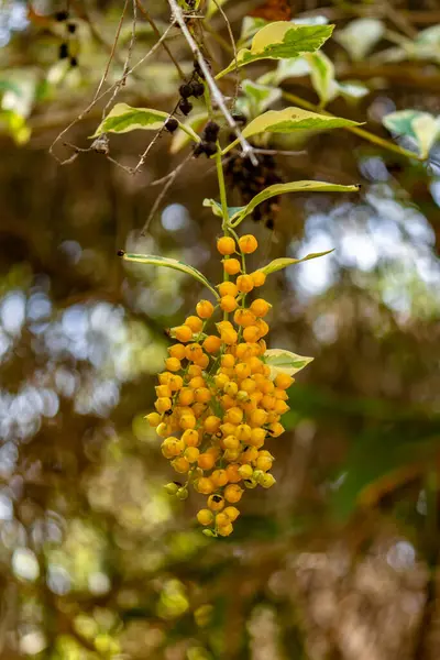 Dışarıdaki Bitkiler Duranta Erecta Güneşte