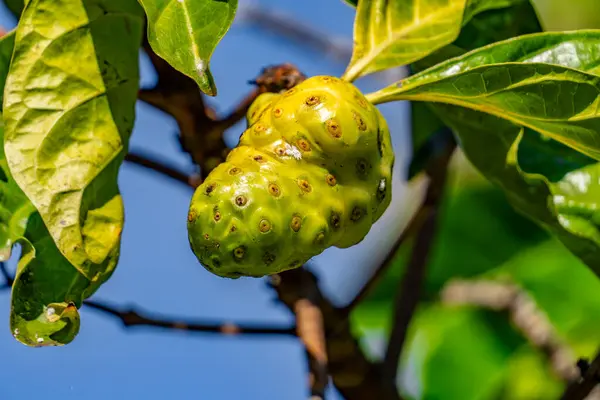 Noni hem sebzedir, hem yemek pişirmede hem de bitkisel bir ilaçtır. Morinda citrifolia