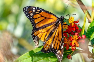 Kral kelebeği kır çiçeğinin üzerine tünemiş.