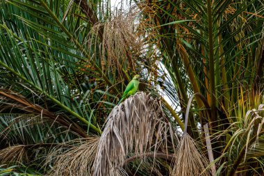 Gül halkalı Kızılderili muhabbet kuşu Maspaloma 'daki palmiye ağacında oturuyor.