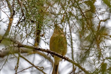 Kanarya Adaları Chiffchaff (Phylloscopus kanariensis) bir ağaç dalına tünemiştir