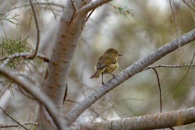 Kanarya Adaları Chiffchaff (Phylloscopus kanariensis) bir ağaç dalına tünemiştir