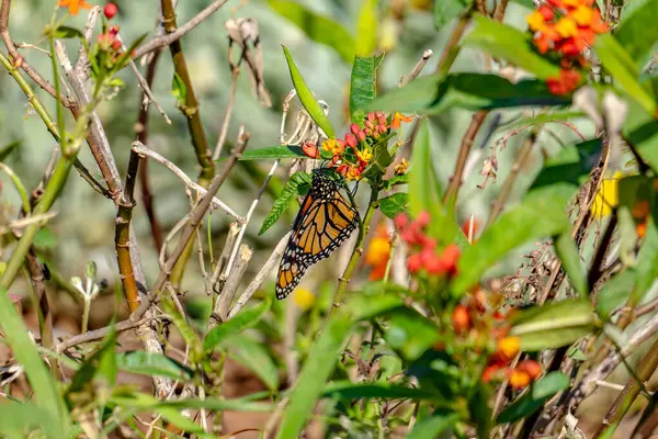 Kral kelebeği kır çiçeğinin üzerine tünemiş.