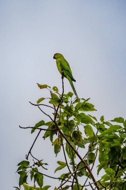 Gül halkalı Kızılderili muhabbet kuşu Maspaloma 'daki palmiye ağacında oturuyor.