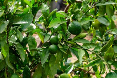 Ağaçta yetişen olgun avokado meyveleri.