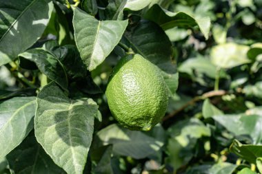 Canlı bir meyve bahçesindeki ağaç dalında taze limonlar.