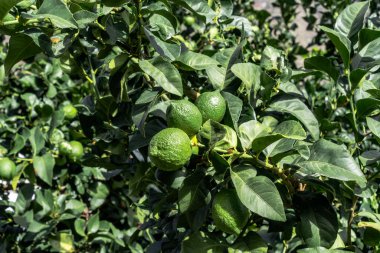 Canlı bir meyve bahçesindeki ağaç dalında taze limonlar.