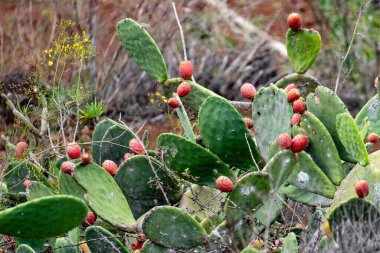 Üzerinde kırmızı meyve yetişen bir grup dikenli bitki. Bitkiler yeşil, meyveler olgun ve kırmızıdır. Sahne huzurlu ve huzurlu, bitkiler dik duruyor.