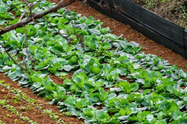 A field of green vegetables including broccoli and lettuce. The vegetables are growing in a garden. The garden is surrounded by a black fence clipart