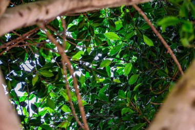 Yeşil yaprakları ve kahverengi dalları olan bir ağaç. Ağaç bir ormanın ortasında.