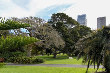 Sydney gökdelenleri ve Kraliyet Botanik Bahçeleri Panoraması
