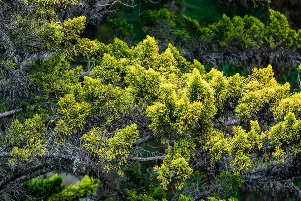 Yeşil yaprakları ve kahverengi dalları olan bir ağaç. Ağaç bir ormanda.
