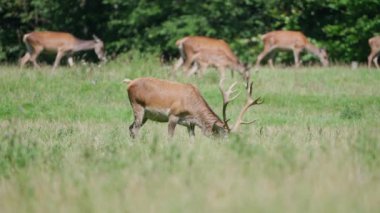 Kırmızı geyik tarlada
