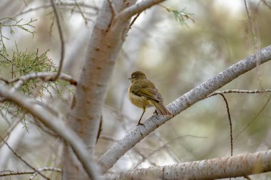 Kanarya Adaları Chiffchaff (Phylloscopus kanariensis) bir ağaç dalına tünemiştir