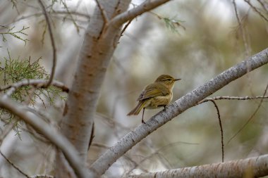 Canary Islands chiffchaff (Phylloscopus canariensis) perched on a tree branch clipart