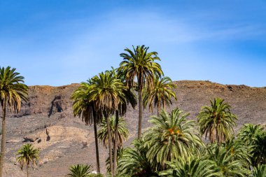 Arkasında palmiye ağaçları ve dağ olan yemyeşil bir orman. Gökyüzü açık ve mavi