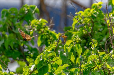 Bir ağacın üzerinde bir kelebek uçuyor. Ağaç yeşil yapraklar ve dallarla dolu.