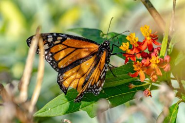 Kral kelebeği kır çiçeğinin üzerine tünemiş.