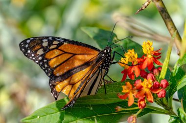 Kral kelebeği kır çiçeğinin üzerine tünemiş.