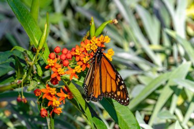 Monarch butterfly perched on wildflower clipart