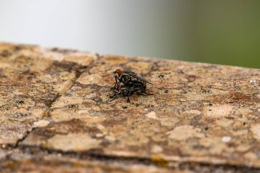 Bir kayanın üzerinde bir sinek yatıyor. Sinek bacakları açık bir şekilde kayanın üzerinde uzanıyor.