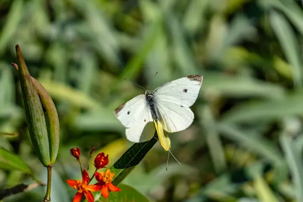 Beyaz bir kelebek bir çiçeğin üzerine tünemiştir. Kelebek yeşil yapraklar ve saplarla çevrilidir. Huzur ve güzellik kavramı, kelebek özgürlüğün ve zarafetin sembolüdür.