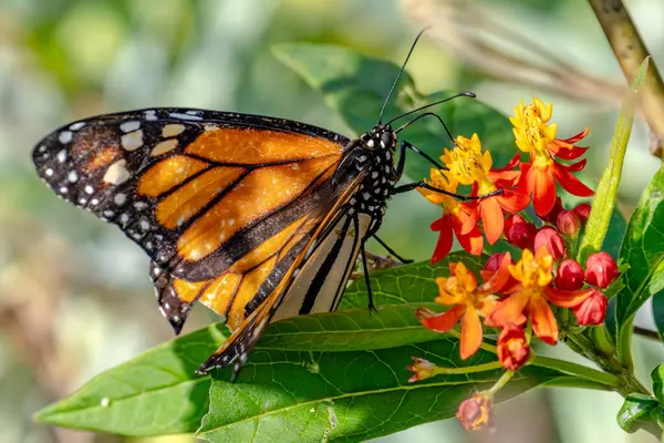 Kral kelebeği kır çiçeğinin üzerine tünemiş.