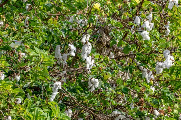 Çiftlikteki bitkinin olgun pamuk soğanları