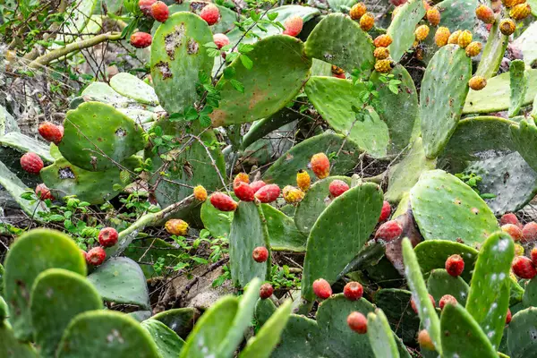 Kırmızı böğürtlenli dikenli bitkiler. Böğürtlenler küçük ve kümelenmiş. Bitkiler yeşil ve dikenli bir görünüşü var.
