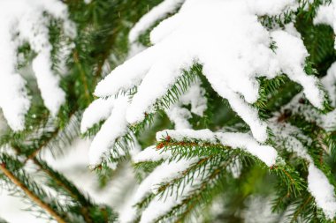 Karla kaplı bir ağaç dalı. Kar beyaz ve dal yeşil.