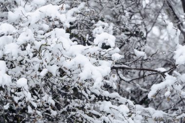 Karla kaplı bir ağaç. Kar beyaz ve kabarık. Dallar çıplak ve ağaç çıplak.