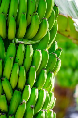 Ağaçtan sarkan bir avuç yeşil muz. Muzlar olgunlaştı ve yenmeye hazır.