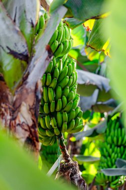 Ağaçtan sarkan bir avuç yeşil muz. Muzlar olgunlaştı ve toplanmaya hazır.