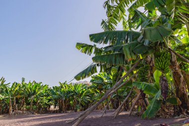 Arka planda açık mavi gökyüzü olan bir muz ağacı tarlası. Ağaçlar uzun ve gür, onlardan sarkan bir sürü muzla birlikte. Huzurlu ve huzurlu bir sahne.