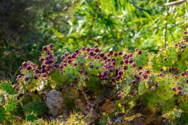 Kırmızı böğürtlenli dikenli bitkiler. Bitkiler yeşil ve kahverengidir. Bu görüntünün vahşi bir havası ve vahşi bir doğası var.