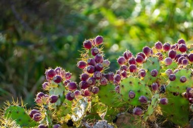 Kırmızı böğürtlenli dikenli bitki kümesi. Bitkiler yeşil ve dikenli bir görünüşü var.