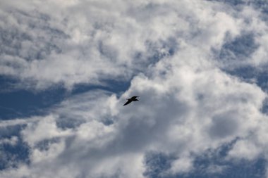 Bulutlu bir gökyüzünde bir kuş uçar. Gökyüzü çoğunlukla mavi ve bazı bulutlar etrafa saçılmış. Kuş, görüntünün ana odak noktasıdır ve kolayca gökyüzünde süzülür.