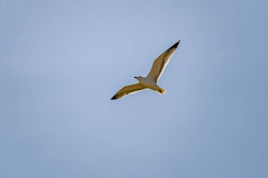 Mavi bir arka planı olan bir kuş gökyüzünde uçuyor. Kuş beyazdır ve siyah gagası vardır.