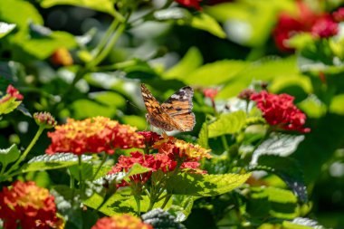 Bir kelebek kırmızı bir çiçeğin üzerinde oturuyor. Çiçek yeşil yapraklarla çevrilidir. Kelebek kahverengi ve siyahtır.