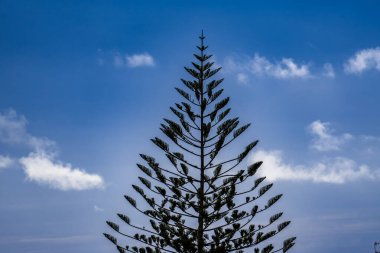 Arka planda mavi gökyüzü olan uzun bir ağaç. Resmin odak noktası ağaç.