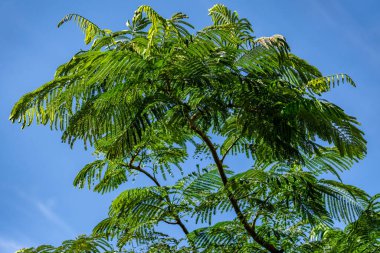 Yeşil yapraklı bir ağaç mavi bir gökyüzünün ortasındadır. Ağaç uzundur ve çok fazla yaprağı vardır.