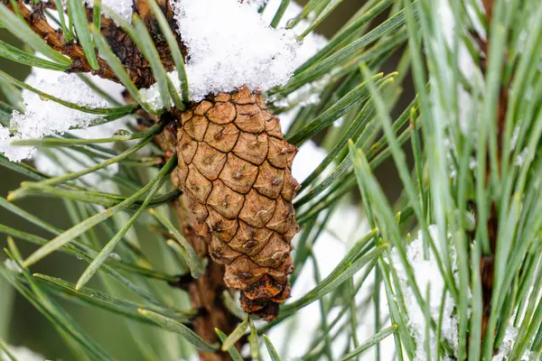 Bir kozalak karla kaplıdır. Çam kozalağı kahverengi ve pürüzlü bir dokusu var.