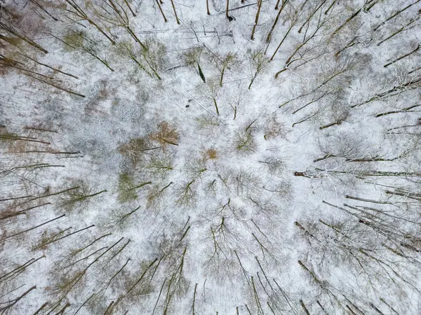 Arkasında ağaçlar olan karla kaplı bir orman. Kar zemini ve ağaçları kaplıyor.