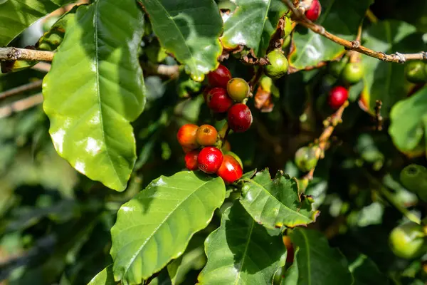 Ağaçtan sarkan kırmızı böğürtlenler. Meyveler olgunlaştı ve toplanmaya hazır.