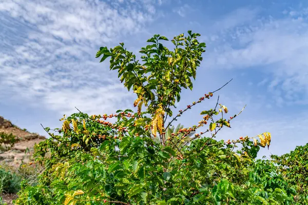 Yeşil yapraklı ve kırmızı meyveli bir ağaç. Gökyüzü mavi ve bazı bulutlar var. Ağaç böğürtlenlerle dolu ve tarlada gibi görünüyor.