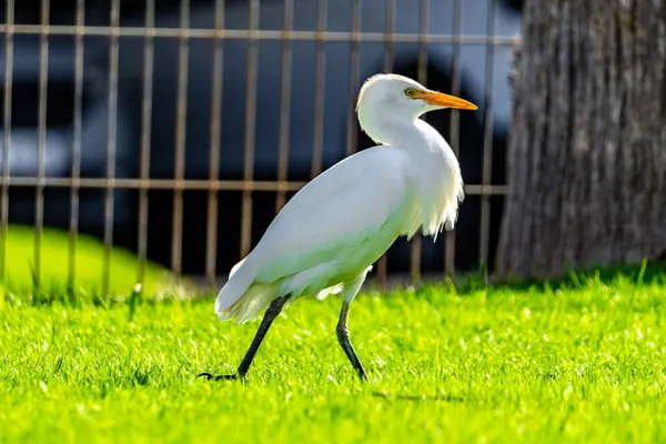 Beyaz bir kuş yeşil çimenli bir alanda yürüyor. Kuş çimlerin üzerinde duruyor ve uzun boynu var.